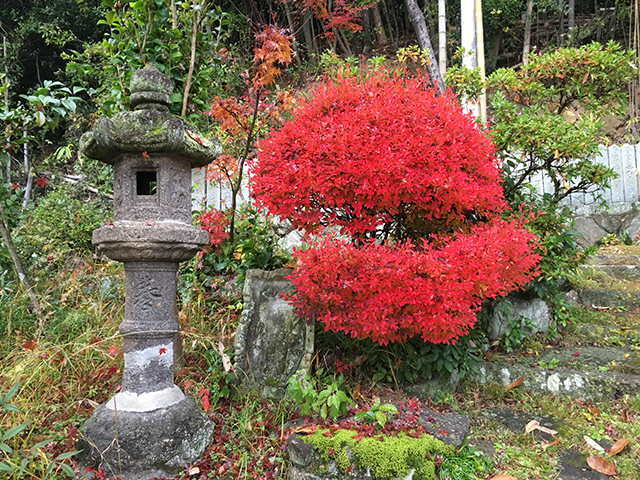 歳徳神社紅葉風景