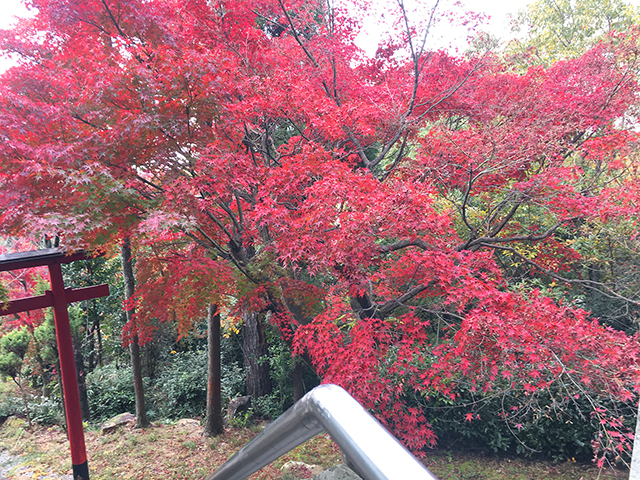 歳徳神社紅葉風景