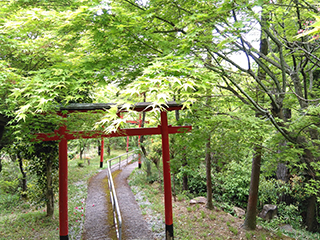 美しい新緑の若葉に包まれる奥の院参道
