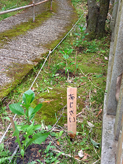 参道のアジサイの苗、大きくなりました。花が咲くのが楽しみです

